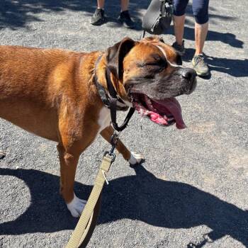 Walter -  Boxer Dog for Adoption in Quakertown, Pennsylvania - Walter | PetCurious
