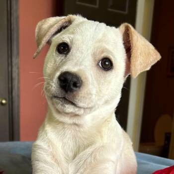 Prince -  Jack Russell Terrier and Cocker Spaniel Dog for Adoption in Boerne, Texas - Prince | PetCurious