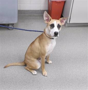 Labrador Retriever and Mixed Breed Dogs Available for Adoption in Omaha, Nebraska - AVRIL | PetCurious