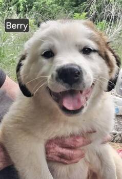 Labrador Retriever Dogs Available for Adoption in Manchester, Connecticut - Berry | PetCurious