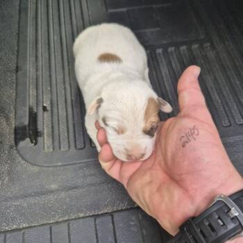 Wishbone 4759 -  Mixed Breed Dog for Adoption in Columbus, Georgia - Wishbone 4759 | PetCurious