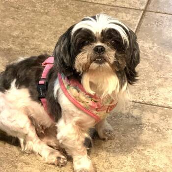 CiCi -  Shih Tzu Dog for Adoption in Austin, Texas - CiCi | PetCurious