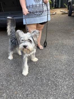 Mason -  Terrier Dog for Adoption in Mobile, Alabama - Mason | PetCurious