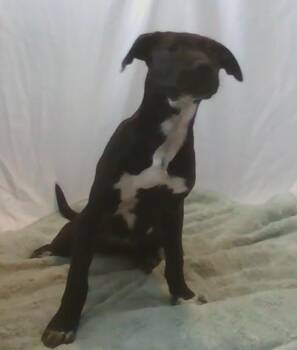 Robin -  Mixed Breed Dog for Adoption in Georgetown, South Carolina - Robin | PetCurious