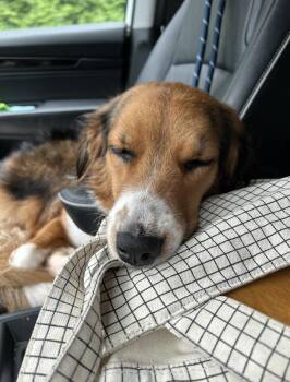 Bonnie -  Collie Dog for Adoption - Bonnie | PetCurious