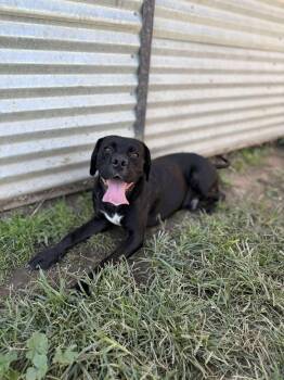Rescue Black Labrador Retriever Dogs for Adoption in Sonora, California - Bug | PetCurious