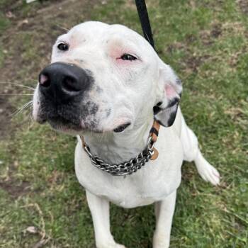 German Shorthaired Pointer Dogs Available for Adoption - Nash | PetCurious