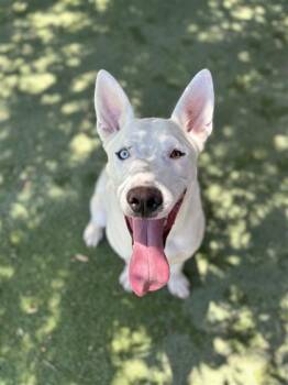 Cool Whip* -  Shepherd and Mixed Breed Dog for Adoption in El Paso, Texas - Cool Whip* | PetCurious