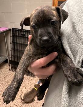 Labrador Retriever Dogs Available for Adoption - Lakota | PetCurious
