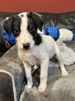 Bryce -  Border Collie and Shepherd Dog for Adoption in Milton, Georgia - Bryce | PetCurious