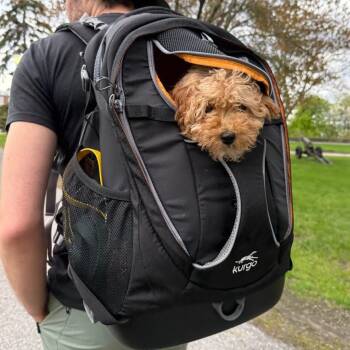 Tanuki -  Miniature Poodle and Cavalier King Charles Spaniel Dog Available for Adoption in South Burlington, Vermont - Tanuki | PetCurious