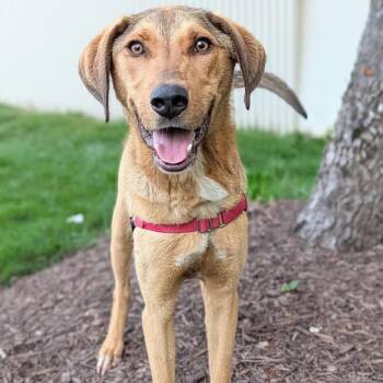 Hank -  Shepherd and Mixed Breed Dog for Adoption in Falls Church, Virginia - Hank | PetCurious