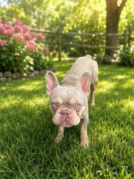 Pablo -  French Bulldog Dog for Adoption in Brownstown, Indiana - Pablo | PetCurious