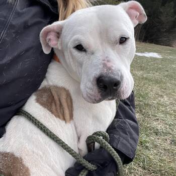 Rescue Pit Bull Terrier Dogs for Adoption in Allegan, Michigan - Abbott | PetCurious