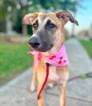 Bonnie -  Belgian Shepherd Malinois and German Shepherd Dog Dog for Adoption in San Antonio, Texas - Bonnie | PetCurious