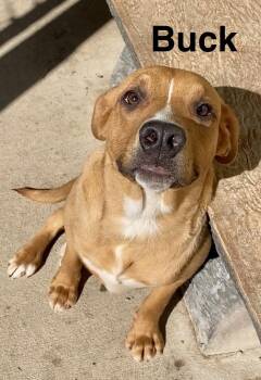 Buck -  Mixed Breed Dog Available for Adoption in Pomeroy, Ohio - Buck | PetCurious