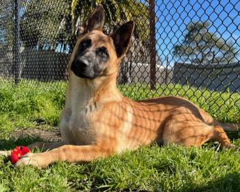 HONEY -  Belgian Shepherd Malinois and Mixed Breed Dog for Adoption in Santa Cruz, California - HONEY | PetCurious