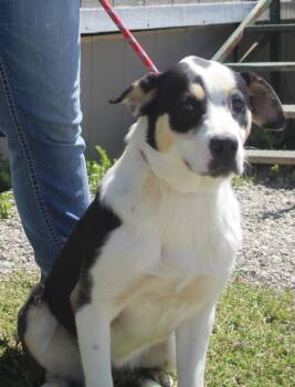 Pit Bull Terrier and Hound Dogs Available for Adoption in Vacaville, California - Dottie | PetCurious