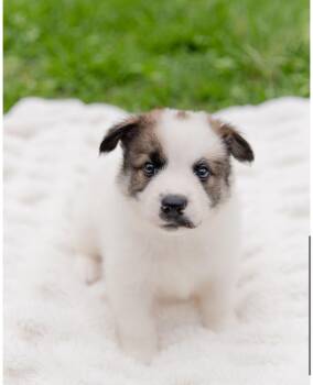 Corgi and Australian Cattle Dog Blue Heeler Dogs Available for Adoption in Pflugerville, Texas - Mando  | PetCurious