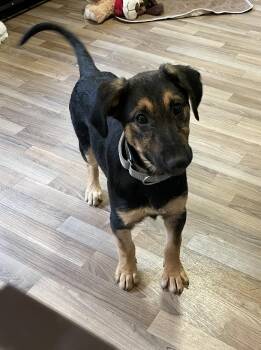 Shepherd Dogs Available for Adoption in Berwick, Maine - River | PetCurious