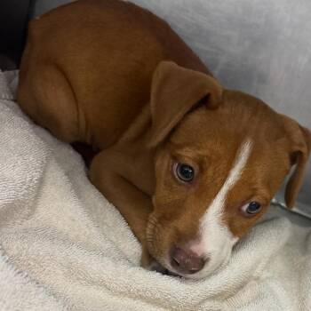 Patricia -  Terrier and Boxer Dog Available for Adoption in Clarksdale, Mississippi - Patricia | PetCurious