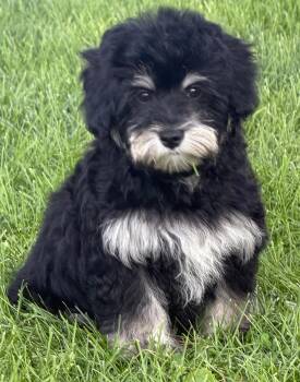 Nugget -  Havanese and Poodle Dog for Adoption in Liberty Center, Ohio - Nugget | PetCurious