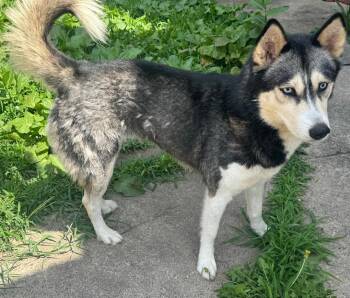 Alaska -  Siberian Husky Dog for Adoption in East Brunswick, New Jersey - Alaska | PetCurious