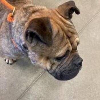 English Bulldog and Mixed Breed Dogs Available for Adoption - Venom | PetCurious