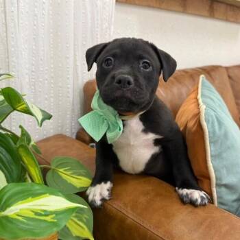 Rover Journey -  Pit Bull Terrier and Labrador Retriever Dog for Adoption in Friendswood, Texas - Rover Journey | PetCurious