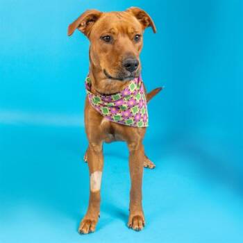 Pit Bull Terrier and Mixed Breed Dogs Available for Adoption - CURRY | PetCurious