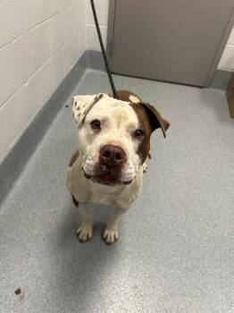 American Bulldog Dogs Available for Adoption in Indianapolis, Indiana - BOULDER | PetCurious