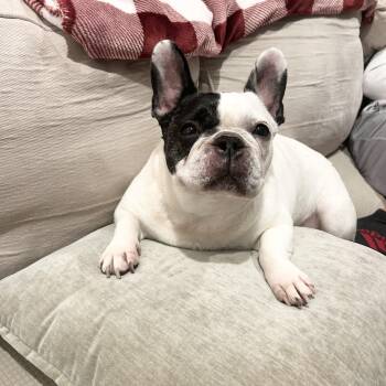 Rescue French Bulldog and Boston Terrier Dogs for Adoption in Bradenton, Florida - Laya | PetCurious
