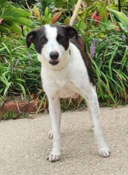Alissa -  Terrier and Mixed Breed Dog for Adoption in Morristown, New Jersey - Alissa | PetCurious