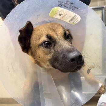 Emerson -  German Shepherd Dog and Mixed Breed Dog for Adoption in Corpus Christi, Texas - Emerson | PetCurious