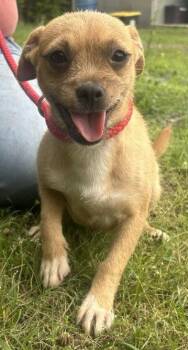 Terrier Dogs Available for Adoption in Wetumpka, Alabama - 260560  Tinkle | PetCurious