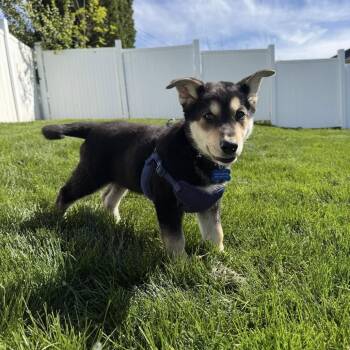 Shepherd and Mixed Breed Dogs Available for Adoption in Rochester, Minnesota - Rocco | PetCurious