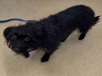 Scottish Terrier Dogs Available for Adoption in Derwood, Maryland - ZELLA | PetCurious