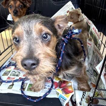 Chihuahua Dogs Available for Adoption in Northbrook, Illinois - Shaggy | PetCurious
