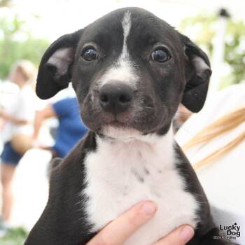 Sugar -  Labrador Retriever and Terrier Dog for Adoption in Washington, District Of Columbia - Sugar | PetCurious