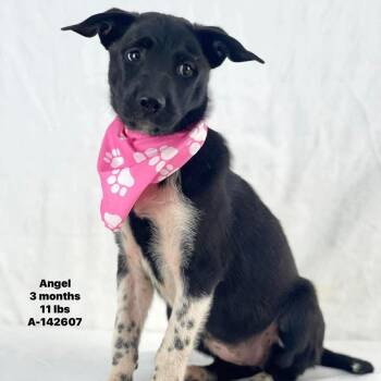 Angel - Local August 28-30 -  Labrador Retriever Dog for Adoption in Brookshire, Texas - Angel - Local August 28-30 | PetCurious