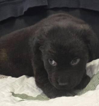Uncle Ben -  Mixed Breed Dog for Adoption in Olean, New York - Uncle Ben | PetCurious
