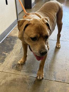 Pit Bull Terrier Dogs Available for Adoption in Ontario, California - MILO | PetCurious