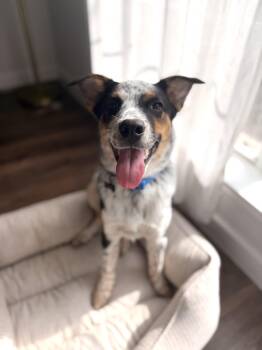 Bronco -  Australian Cattle Dog Blue Heeler and Australian Shepherd Dog for Adoption in Pottsboro, Texas - Bronco | PetCurious