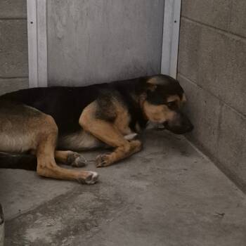 Rescue Shepherd Dogs for Adoption in Yuma, Arizona - October | PetCurious