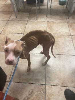 Pomegranate -  Mixed Breed Dog for Adoption in Cincinnati, Ohio - Pomegranate | PetCurious