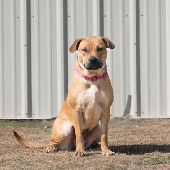 Venus -  Rhodesian Ridgeback Dog for Adoption in Dripping Springs, Texas - Venus | PetCurious