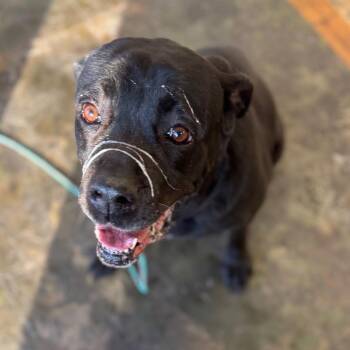 Mastiff and Mixed Breed Dogs Available for Adoption - Lady | PetCurious