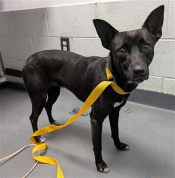 Terrier Dogs Available for Adoption - BESTIE | PetCurious