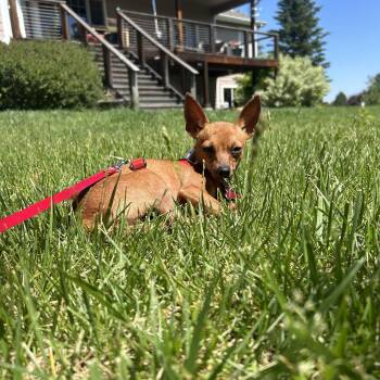 Letty -  Chihuahua Dog for Adoption in Fort Collins, Colorado - Letty | PetCurious