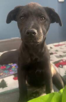 Cattle Dog Dogs Available for Adoption - Nashi | PetCurious